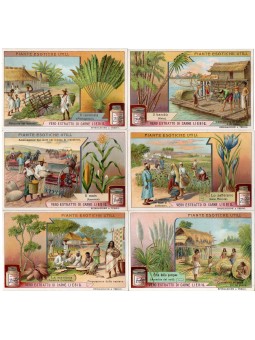 S 0970 / LIEBIG / PIANTE...