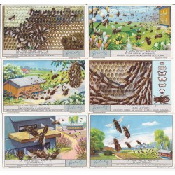 S 1267 / LIEBIG / LA VITA...