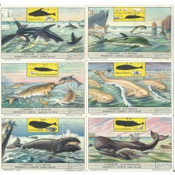 S 1565 / LIEBIG / I CETACEI...