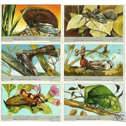 S 1792 / LIEBIG / INSETTI...