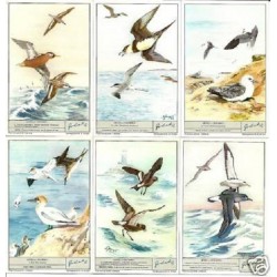 S 1796 / LIEBIG / UCCELLI...