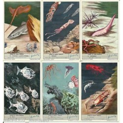 S 1790 / LIEBIG / FAUNA DI...