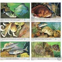 S 1785 / LIEBIG / PREDE...