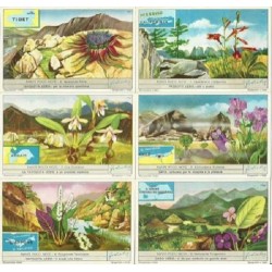 S 1672 / LIEBIG / PIANTE...