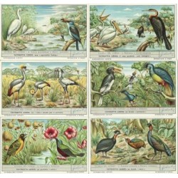 S 1632 / LIEBIG / UCCELLI...