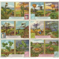 S 1216 / LIEBIG / LE PIANTE...