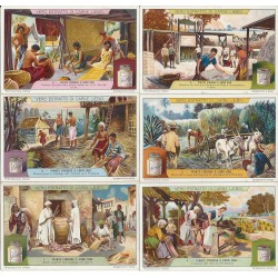 S 1147 / LIEBIG / PIANTE...