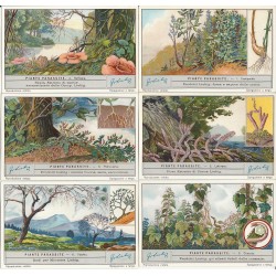 S 1265 / LIEBIG / PIANTE...