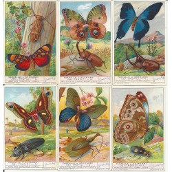 S 1315 / LIEBIG / FARFALLE...