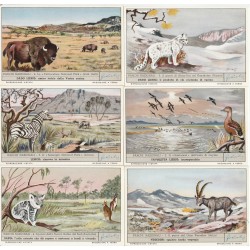 S 1692 / LIEBIG / PARCHI...