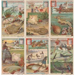 S 0744 / LIEBIG / PESCI DI...