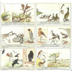 S 1633 / LIEBIG / UCCELLI...