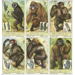 S 1598 / LIEBIG / PRIMATI...