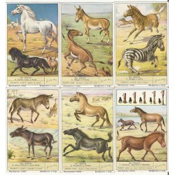 S 1590 / LIEBIG / GLI...