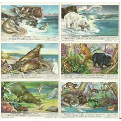 S 1586 / LIEBIG / CARNIVORI...