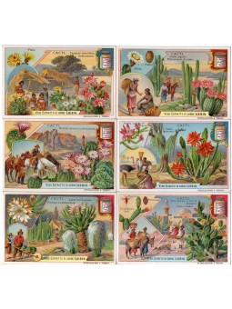 S 0882 / LIEBIG / CACTI...