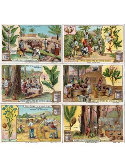 S 0707 / LIEBIG / PIANTE...