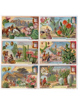 S 0882 / LIEBIG / CACTI...