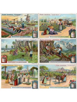 S 1019 / LIEBIG / FIORI...