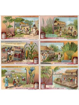 S 0970 / LIEBIG / PIANTE...