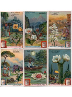 S 0929 / LIEBIG / FIORI DI...