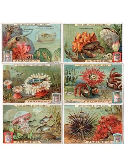 S 0926 / LIEBIG / LA FAUNA...