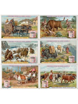 S 0503 / LIEBIG / RAZZE...