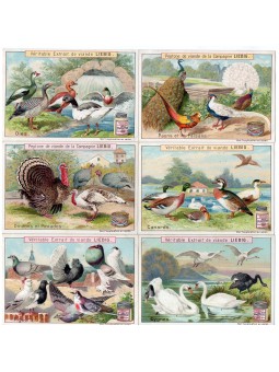 S 0607 / LIEBIG / UCCELLI...