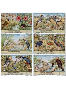 S 1632 / LIEBIG / UCCELLI...