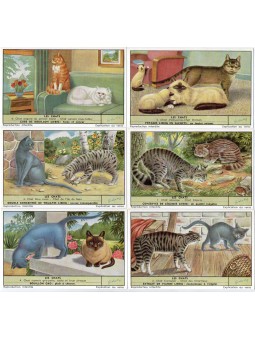 S 1666 / LIEBIG / I GATTI...