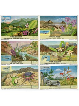 S 1672 / LIEBIG / PIANTE...