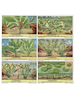 S 1716 / LIEBIG / PIANTE...