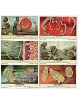 S 1751 / LIEBIG / LA...