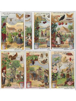 S 0931/ LIEBIG / FRUTTI E...