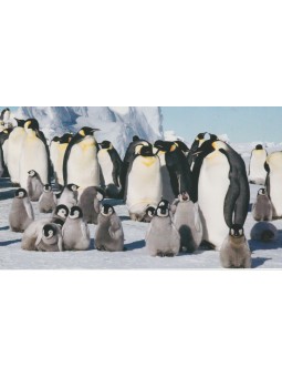 GIAPPONE JAPAN ANTARCTIC...