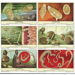 S 1751 LIEBIG LA BILHARZIOSE ( BEL )