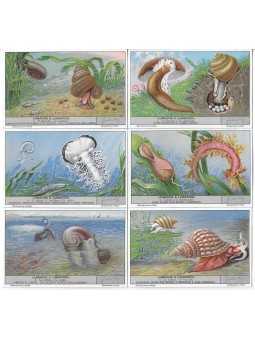 S 1417 / LIEBIG / LUMACHE E...