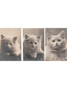 TRE CARTOLINE ANIMATE DI...