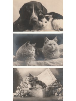 TRE CARTOLINE RAFFIGURANTI...