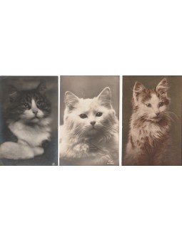 TRE CARTOLINE RAFFIGURANTI...