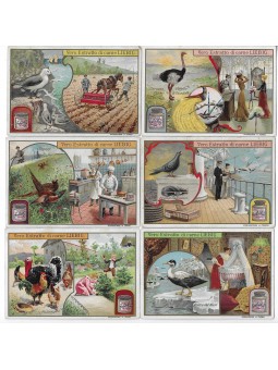 S 0799 / LIEBIG / UCCELLI...