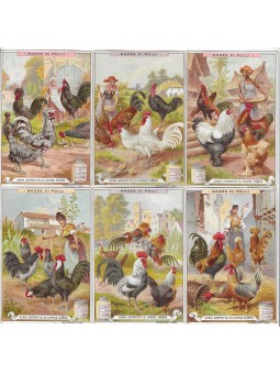 S 0531 / LIEBIG / RAZZE DI...