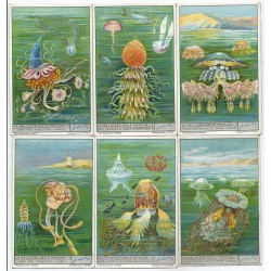 S 1321 LIEBIG LA BELLEZZA DELLE MEDUSE (ITA) MF40080