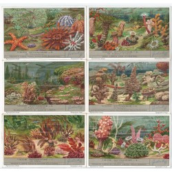 S 1345 LIEBIG VISIONI SOTTOMARINE (ITA) MF40091