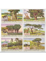 S 1414 LIEBIG FAUNA E FLORA DELL'ETIOPIA (ITA) MF40113