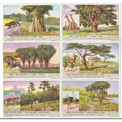 S 1414 LIEBIG FAUNA E FLORA DELL'ETIOPIA (ITA) MF40113