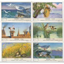 S 1442 LIEBIG NIDIFICAZIONE (ITA) MF40130