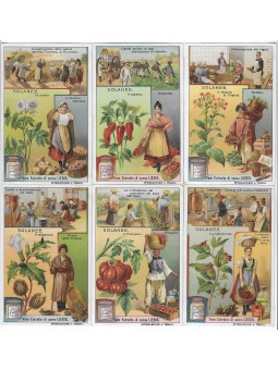 S 0976 / LIEBIG / SOLANEE...