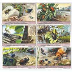 S 1476 LIEBIG COLEOTTERI TERRESTRI DELL'EUROPA OCCIDENTALE (ITA) MF40155