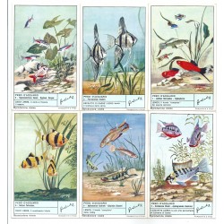 S 1780 LIEBIG PESCI D'ACQUARIO (ITA) MF40211